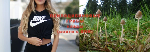 шишки Алзамай